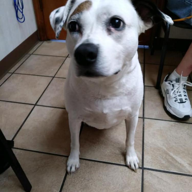 Arcola Animal Health Care Center Arcola Il