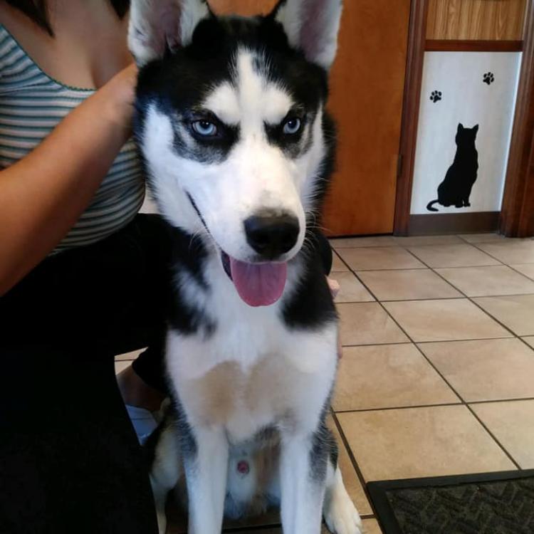 Arcola Animal Health Care Center Arcola Il