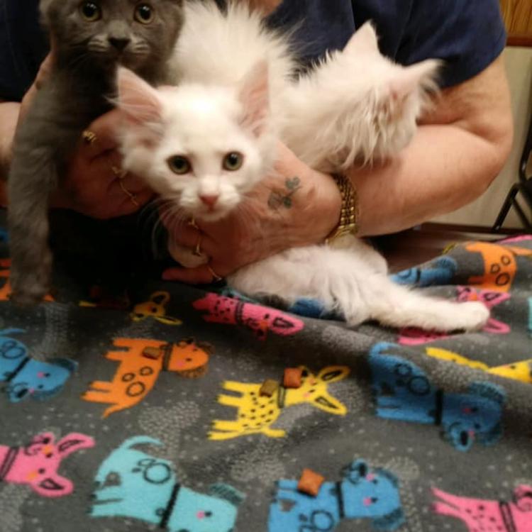 Arcola Animal Health Care Center Arcola Il