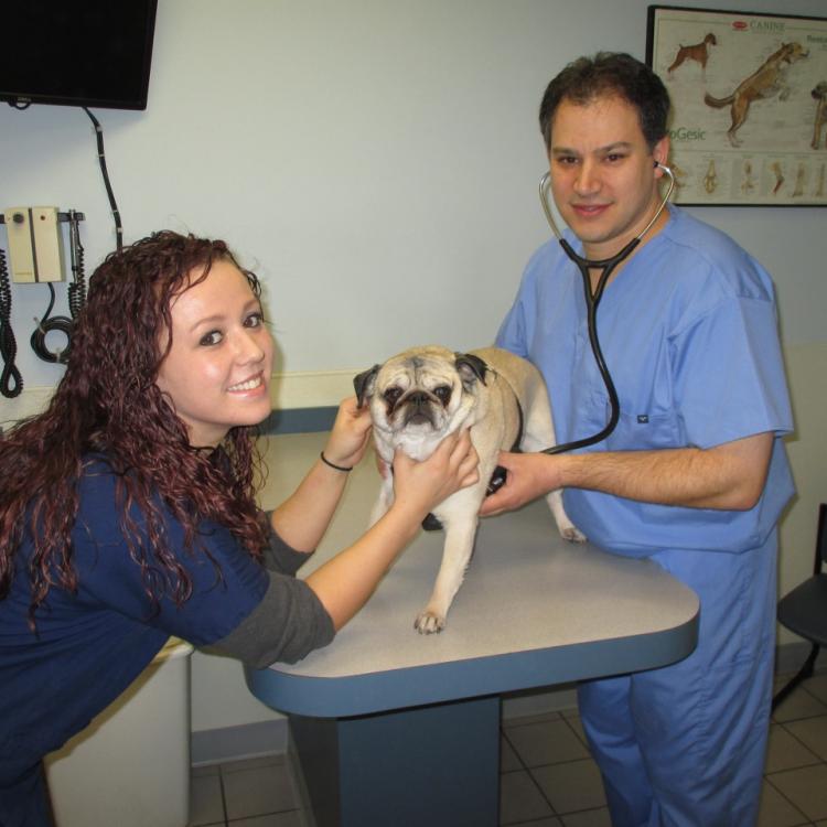 Aberdeen Animal Hospital Des Plaines Il