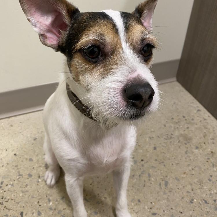 Animal Medical Center – Orland Park, IL Animal Medical Center – Orland Park, IL