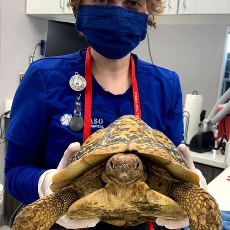 El Paso Animal Clinic Derby, KS