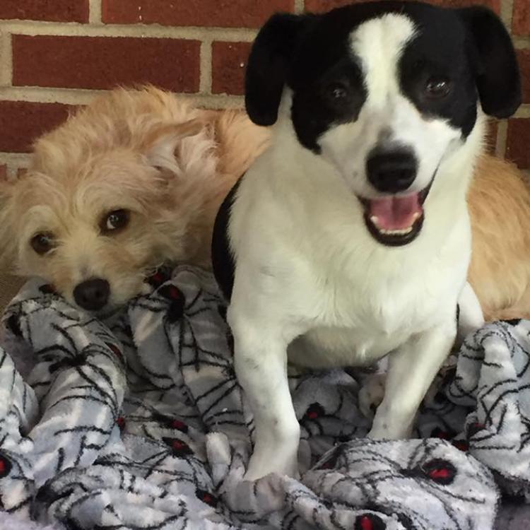 Cimarron Animal Hospital โ Wichita, KS Cimarron Animal Hospital โ Wichita, KS