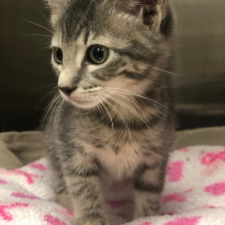 Circle B Veterinary Hospital, PLLC Katy, TX