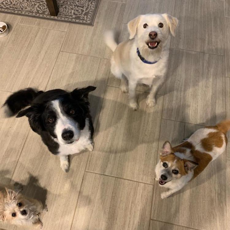 Circle B Veterinary Hospital, PLLC Katy, TX