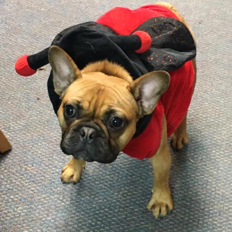 Lake Katrine Animal Hospital Lake Katrine, NY