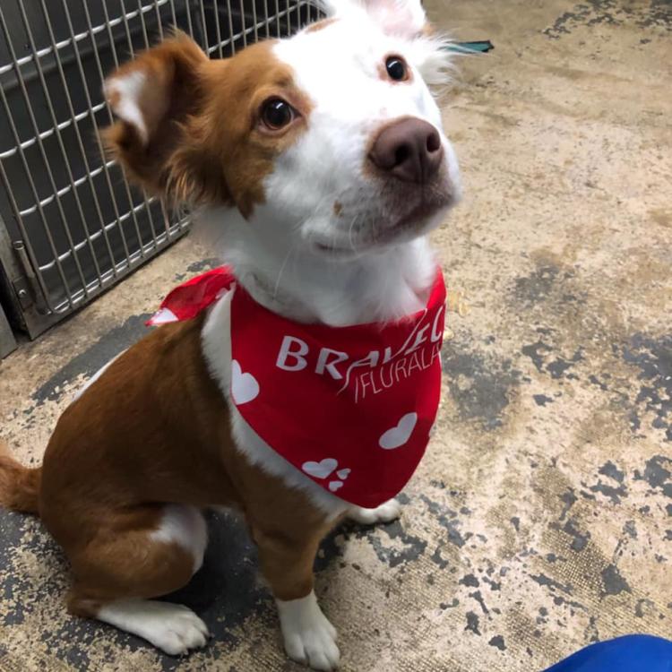 Lake Katrine Animal Hospital Lake Katrine, NY