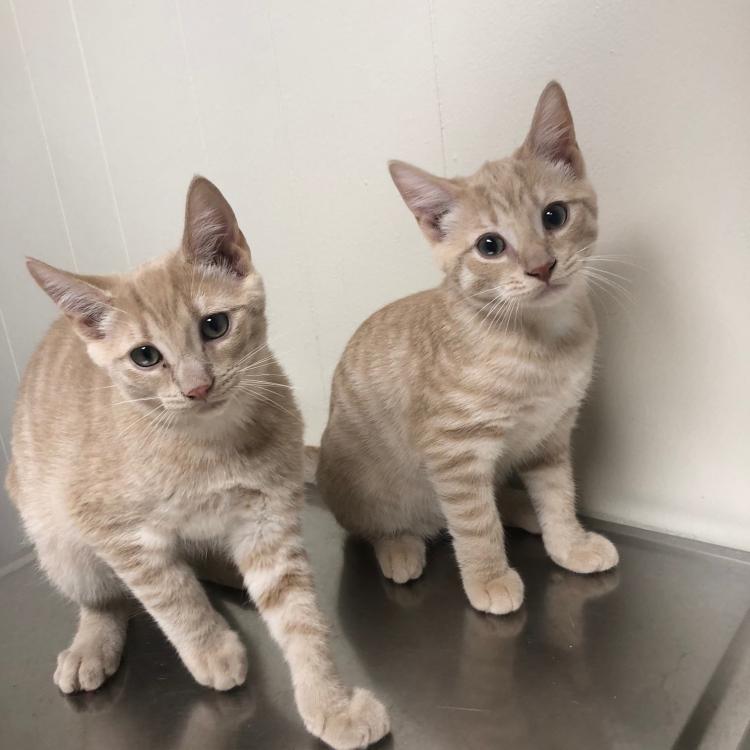 Lake Katrine Animal Hospital Lake Katrine, NY