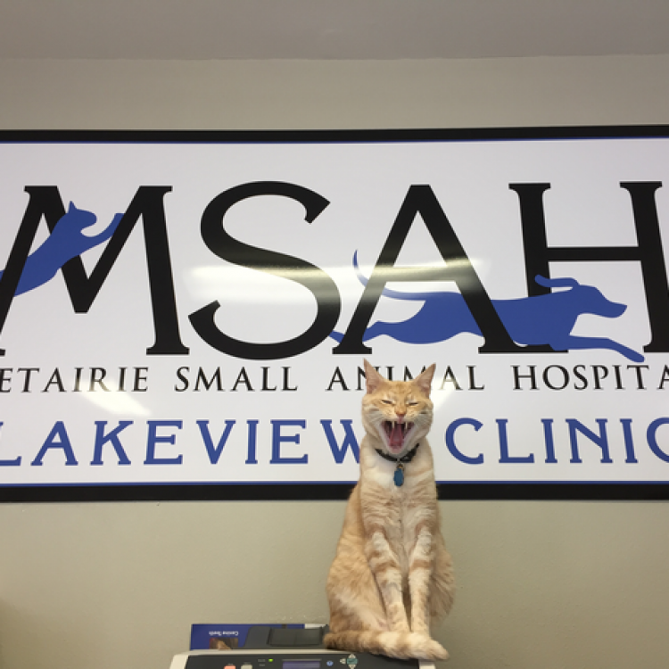 Metairie Small Animal Hospital Lakeview Clinic – New Orleans, LA