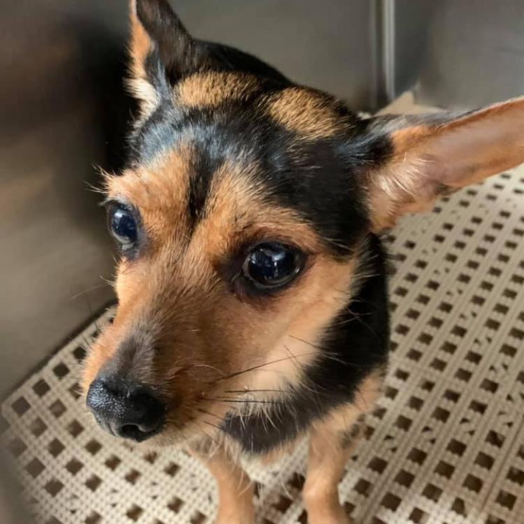 Kees Park Animal Clinic Pineville La