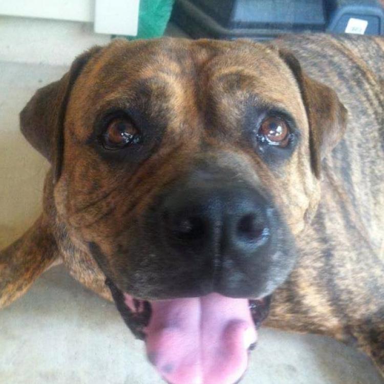 Kees Park Animal Clinic Pineville La