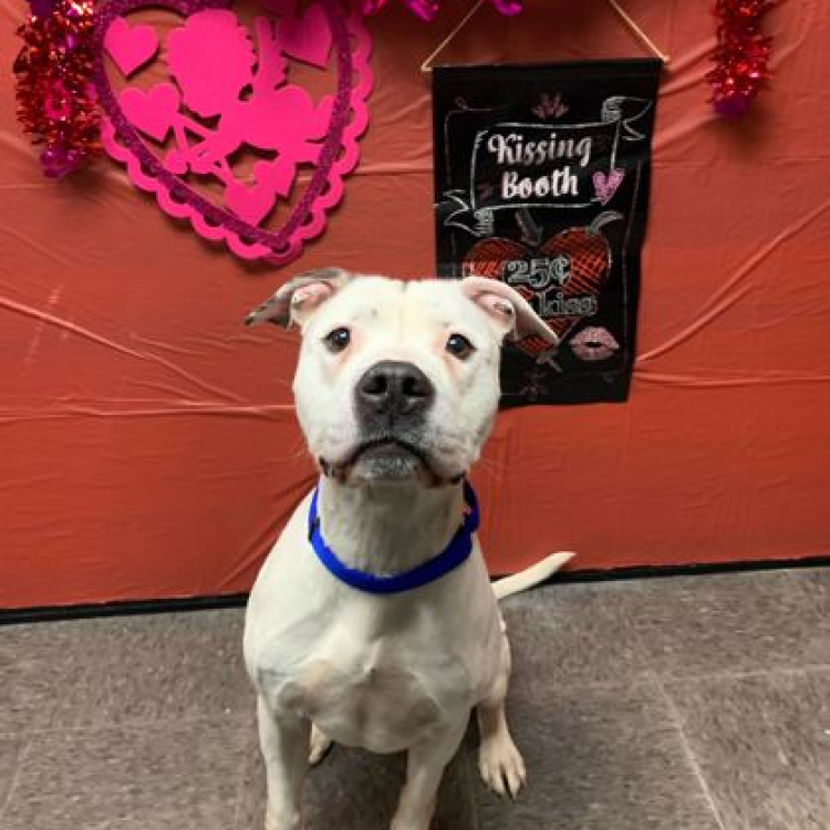 South Suburban Humane Society Matteson, IL