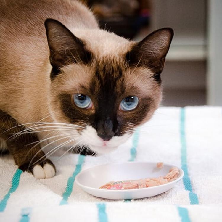 Central Maui Animal Clinic Inc Kahului, HI