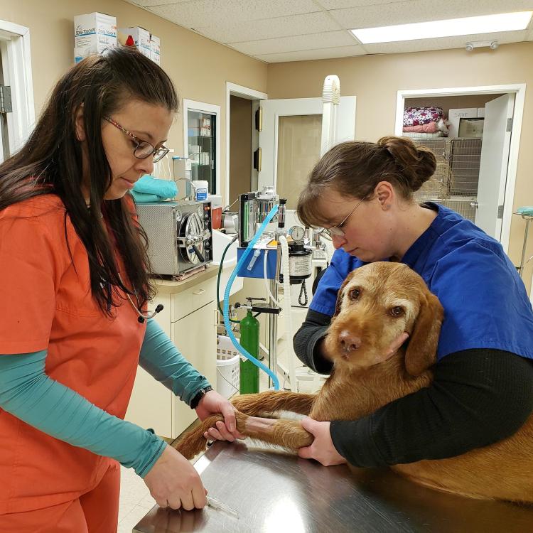 East Lansing Veterinary Clinic – East Lansing, MI