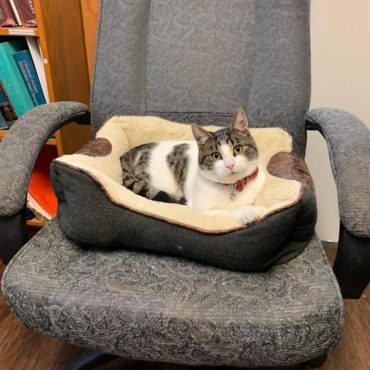 Gainesville veterinary clinic cheap