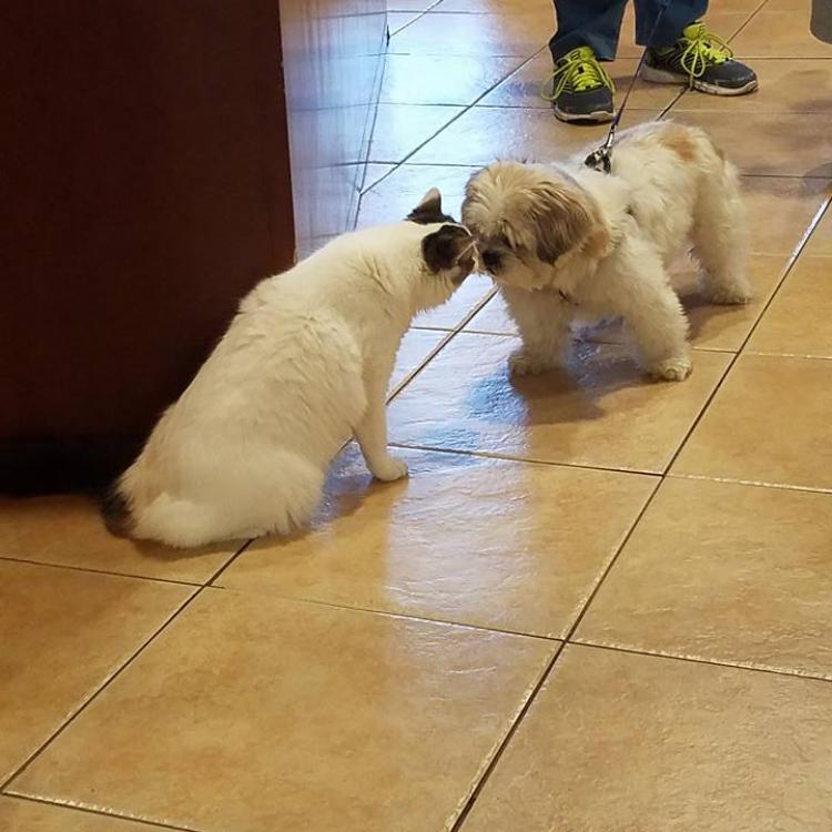 P.A.W. Veterinary Clinic Mount Airy, MD