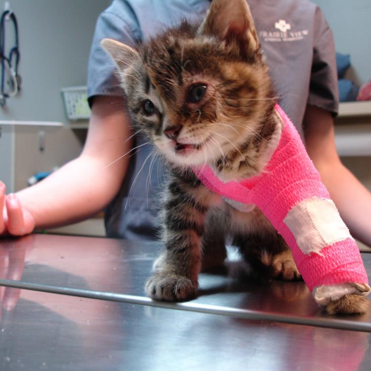 Prairie View Animal Hospital Wahoo, NE