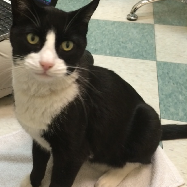 The Cat Doctor New Hyde Park NY