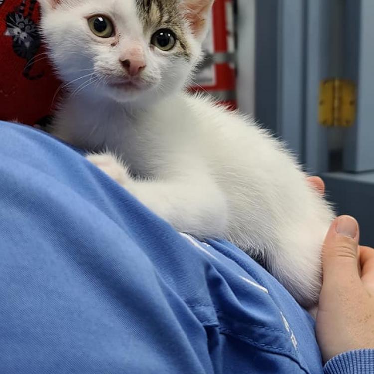 Byram Animal Hospital Stanhope Nj