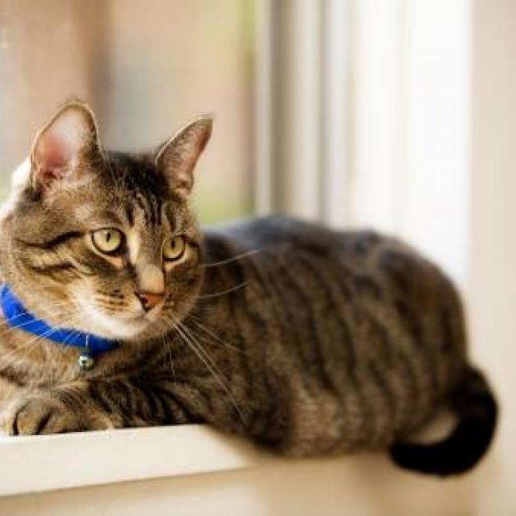 Coronado Pet Hospital – Rio Rancho, NM Coronado Pet Hospital – Rio Rancho, NM