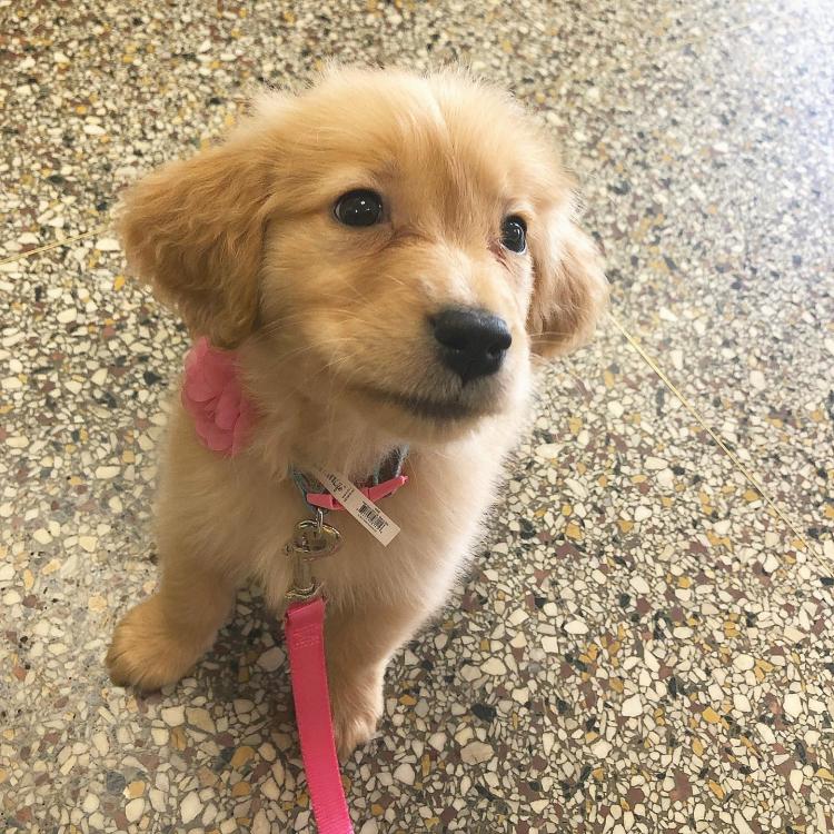 Colonie Animal Hospital Albany, NY