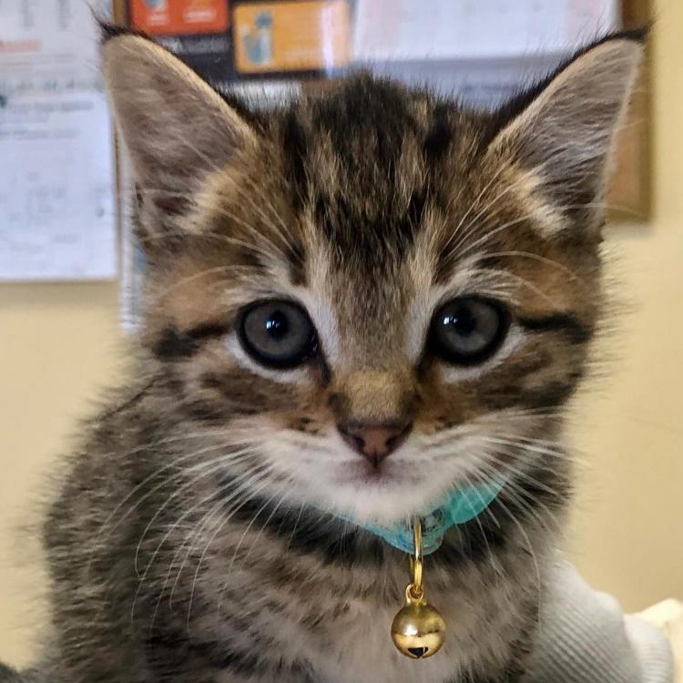 Colonie Animal Hospital Albany, NY