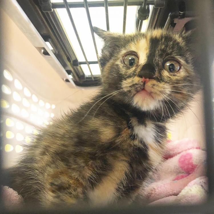 Colonie Animal Hospital Albany, NY