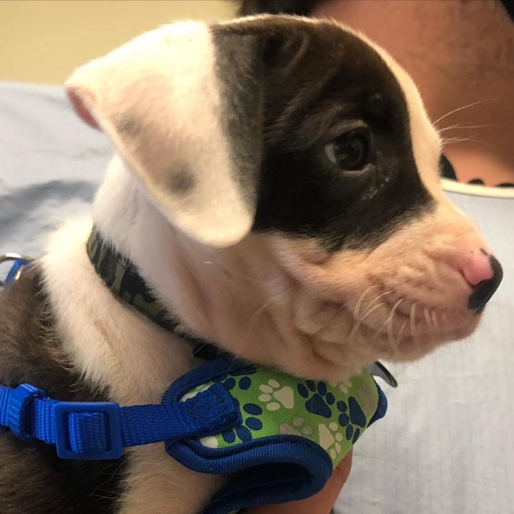 Colonie Animal Hospital Albany, NY