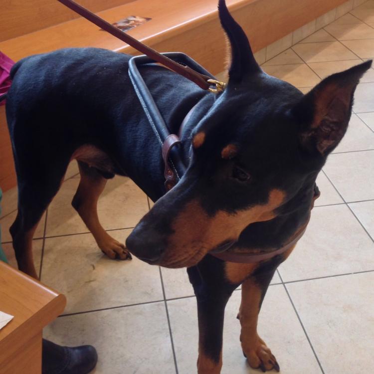 Elmwood Small Animal Hospital Buffalo, NY