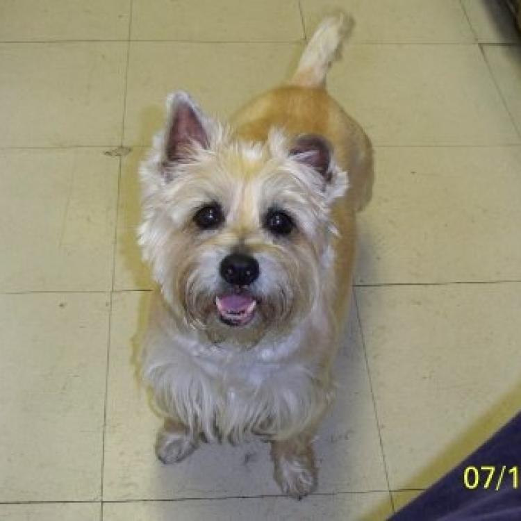 Elmwood Small Animal Hospital Buffalo, NY