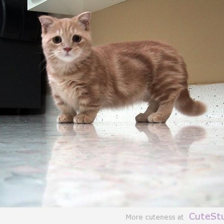 Cats Only Veterinary Hospital Fayetteville Ny