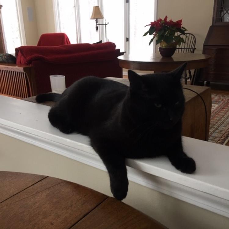 Cats Only Veterinary Hospital Fayetteville Ny