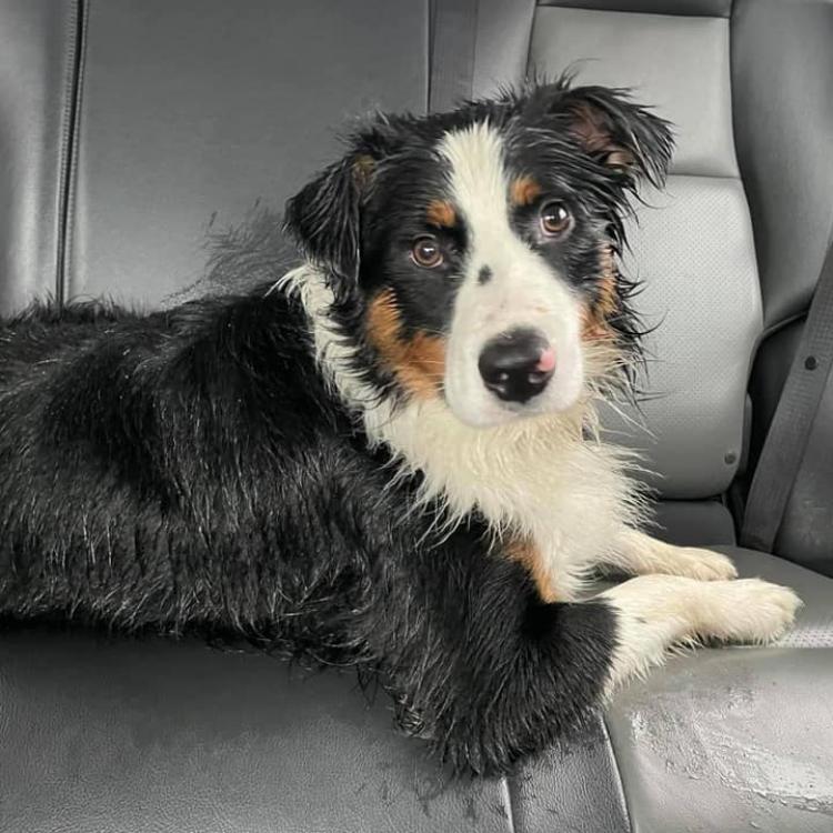 West Hills Animal Hospital & 24hr Emergency Center – Huntington, NY West Hills Animal Hospital & 24hr Emergency Center – Huntington, NY