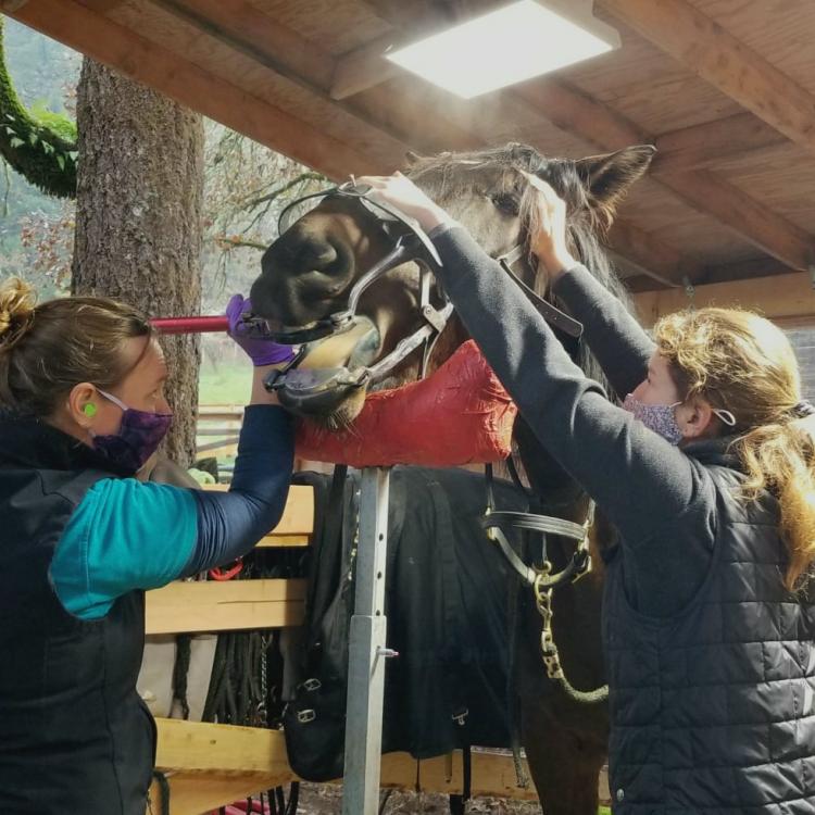 Oakhurst Equine Veterinary Services – Newberg, OR