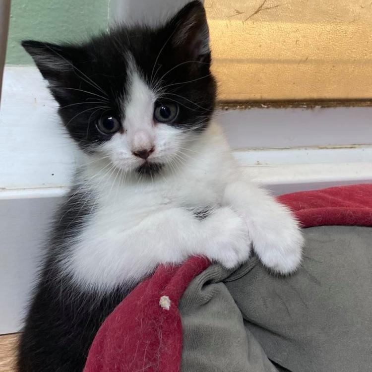 Family Pet Mobile Vet