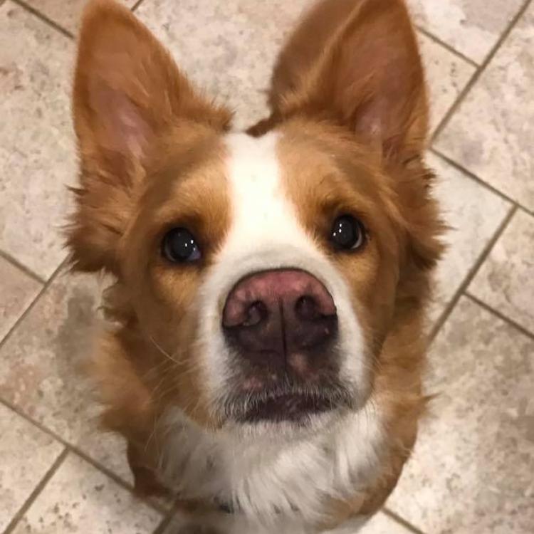 Family Pet Mobile Vet