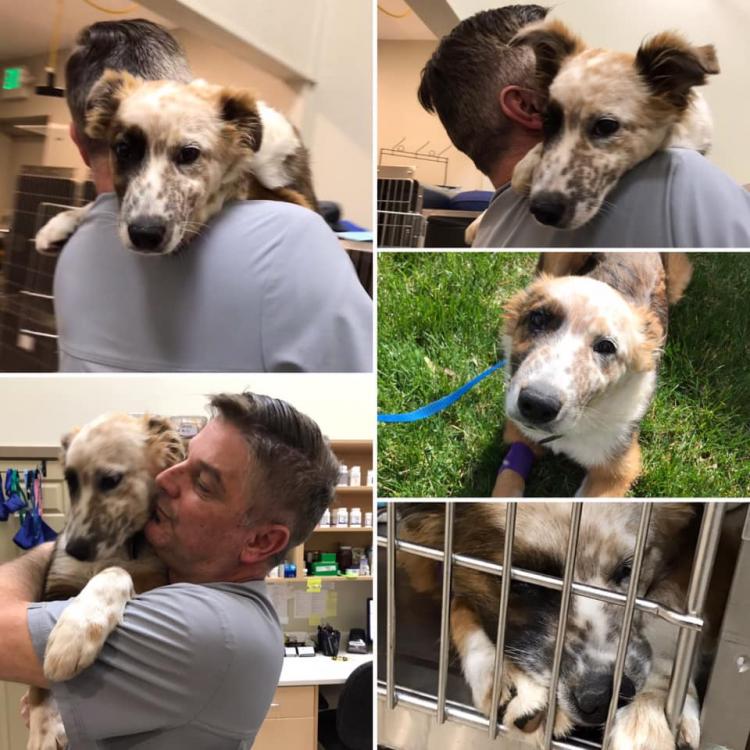 Bluegrass Veterinary Hospital Ogden Ut