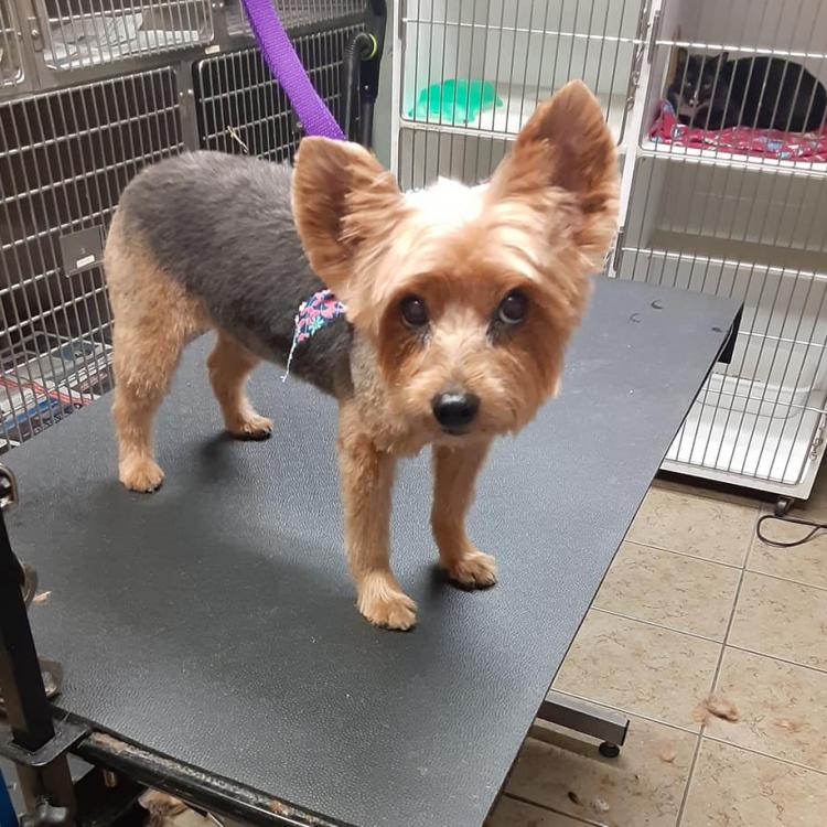 Underhill Animal Hospital – Orlando, FL Underhill Animal Hospital – Orlando, FL