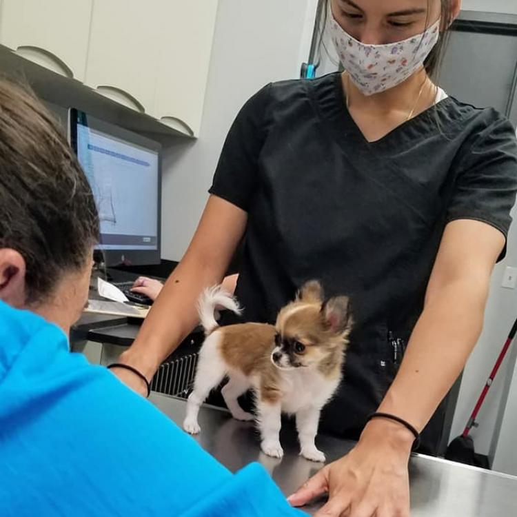 arc animal hospital kissimmee fl - Devil Webzine Pictures Library
