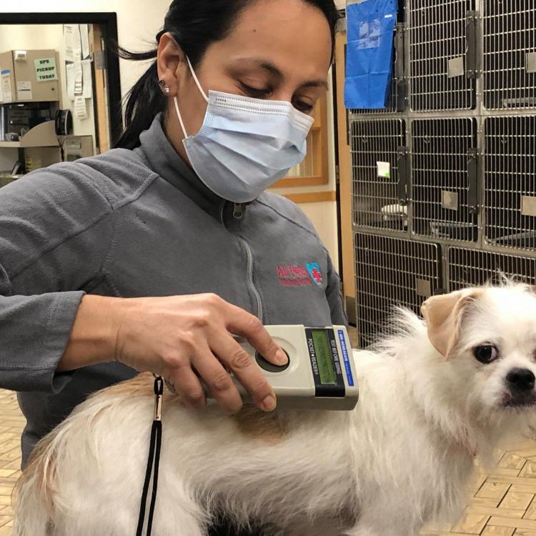 palos animal hospital boarding