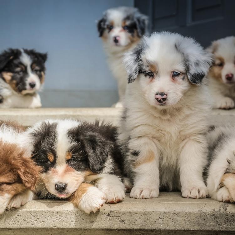 Ardmore Animal Hospital – Ardmore, PA Ardmore Animal Hospital – Ardmore, PA