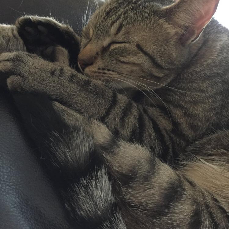 Cats Exclusively Veterinary Hospital – Pittsford, NY Cats Exclusively Veterinary Hospital – Pittsford, NY
