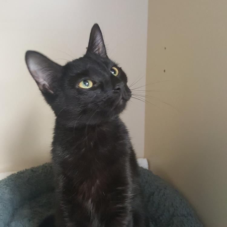 Cats Exclusively Veterinary Hospital – Pittsford, NY Cats Exclusively Veterinary Hospital – Pittsford, NY