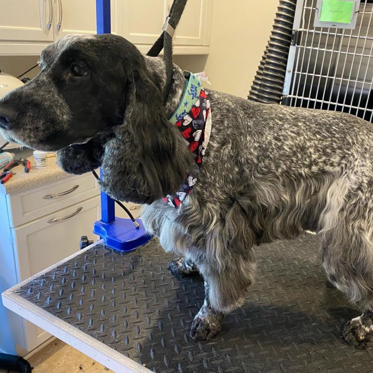 North Hills Animal Hospital & Resort – Raleigh, NC North Hills Animal Hospital & Resort – Raleigh, NC