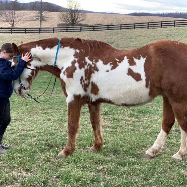 St. Francis' Pet Hospital Darby Darby, MT