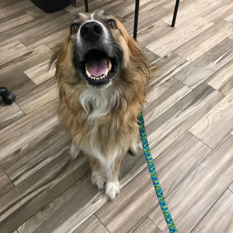 Southwest Animal Emergency Clinic Saint UT