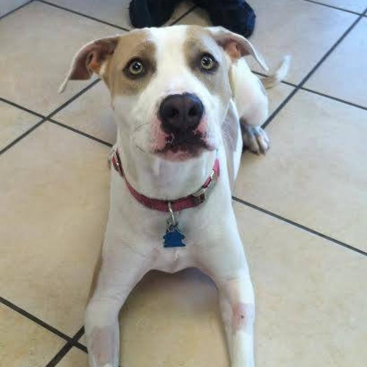 southwest animal emergency clinic