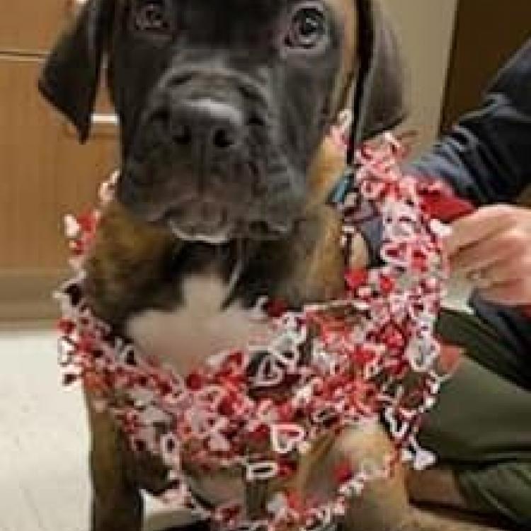 Indian Trail Animal Clinic Spokane, WA