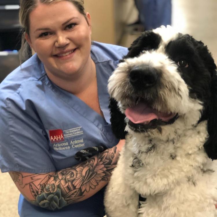 Arizona Animal Wellness Center Gilbert Az