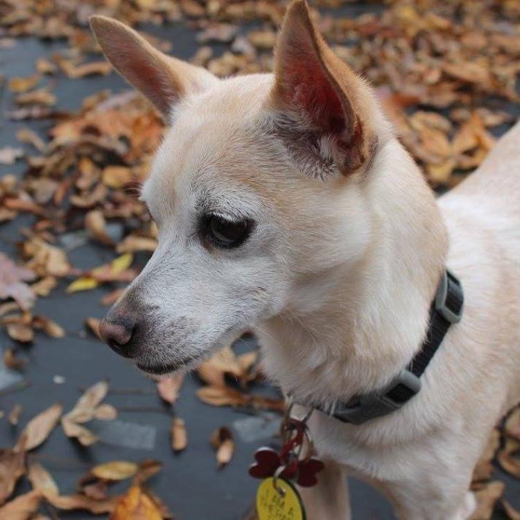 Sanders Animal Hospital – Jonesborough, TN